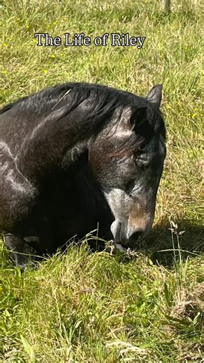 Russell Higgins Foundation Horsemanship on Reels