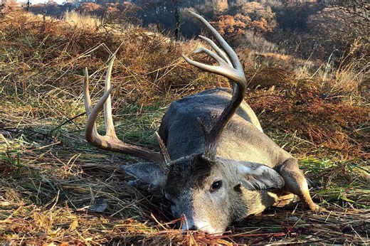 How to Best Hunt Whitetails in the Midwest - Game & Fish