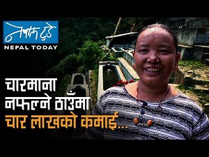 चारमाना नफल्ने ठाउँमा, चारलाखको कमाई - Rainbow Trout Farming | NEPALTODAY: