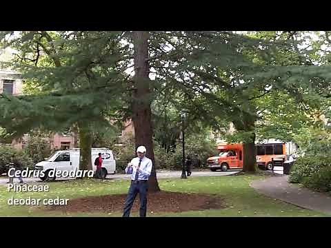 Deodar cedar (Cedrus deodara) - Plant Identification