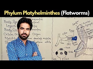Phylum Platyhelminthes | Flatworms (General Characteristics)