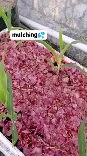 A mulch is a layer of material applied to the surface of soil. Reasons for applying mulch include conservation of soil moisture, improving fertility #fypシ゚viralシ #fypシ #plantgrowth #mulching #inspiringcontent #gardeningtips #gardening #sustainableliving #Canaan #foryouシ #explore #fblifestyle #highlightseveryone | Canaan All in One Fertilizer Original Direct Supplier