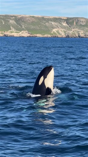Pacific Offshore Expeditions on Instagram: "More fun in the Channel Islands today with everyone’s “favorite” pod the CA51As! This family of 6 Orcas plus male “Jimmy” is often sighted in Monterey and the Channel Islands area. We always love seeing them because the calves especially can be quite playful! And today they lived up to their awesome reputation 🤪 Video by Capt Ryan @lawofthelandnsea #killerwhales #orcas #dolphins #channelislands #whalewatching"