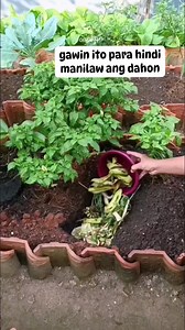 To add nitrogen to soil and improve its permeability, you can incorporate organic materials like compost, grass clippings, manure, or alfalfa meal into the soil, as these naturally add nitrogen while also improving soil structure and drainage, leading to better permeability. #nitrogen #gardeningtips #organicfertilizer #Canaan #everyonefollowers #foryoupageシ #fbreelsfypシ゚viralシ #trendingnow #viralreelsfacebook | Canaan All in One Fertilizer Original Direct Supplier