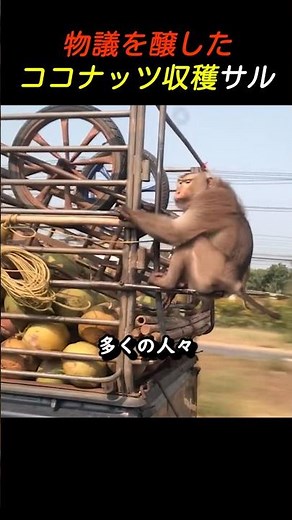 Controversial coconut-harvesting monkeys