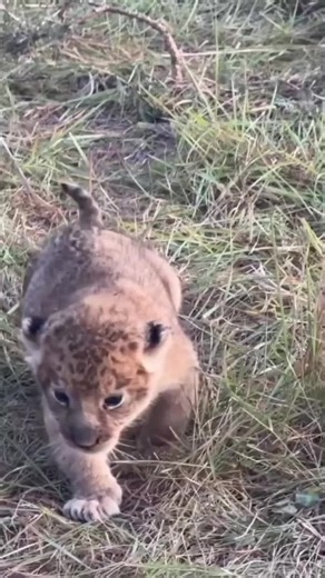 Newborn Lion Cub Calling to Mom | #wildanimals #foryou #lion | lion
