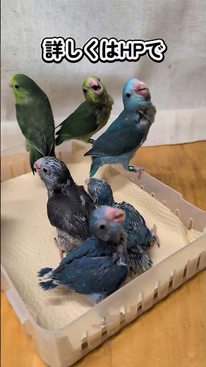 ウロコとマメ 2025 11 27