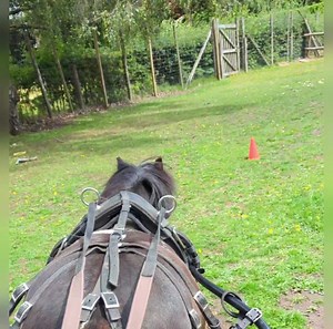 18K views · 1.7K reactions | Dancing on a fine line of health and safety, racing a pony and carriage against a 5yr old on a motorbike, but the main thing is, Noodles and I won the race with a clear round, and I was doing it one handed 藍 | The Pony Pals Family Storybooks | Facebook