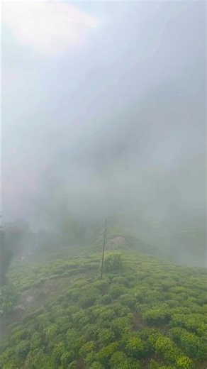 Darjeeling Ropeway Hidden Gems | Mist Under Mountains & Tea Garden View