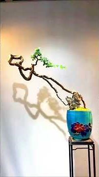 Literati Style | The Art of Bonsai Forms - #38