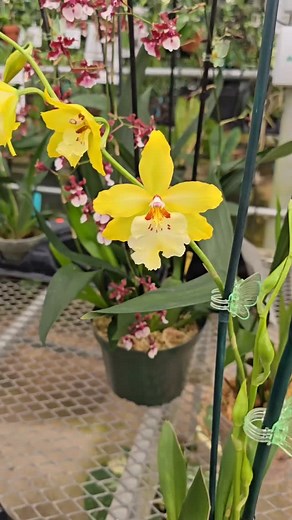 Check out the Orchids that are blooming around our greenhouse! E.F.G. Orchids. Located at 4265 Marsh Road, Deland, Florida. Open Tuesday - Sunday from 10am-5pm. #orchid #floridaorchids #houseplant | EFG Orchids