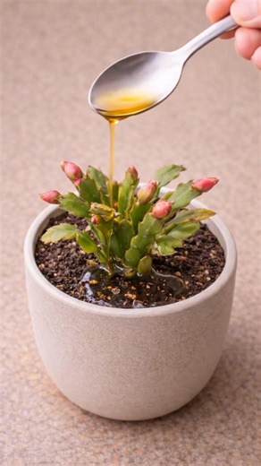 How to Keep Thanksgiving Cactus Healthy and Blooming Indoors Important tips are in the comments 👇 | Smart Garden Guide