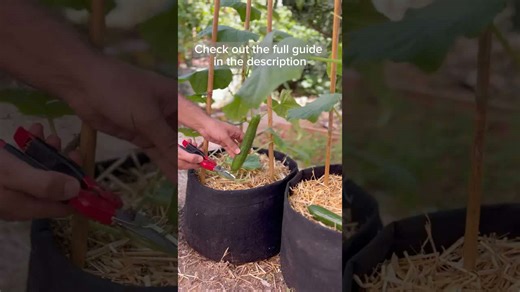 Grow your own cucumbers at home in containers