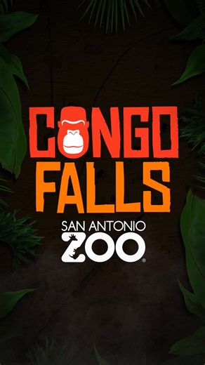 Step into the world’s tallest, greatest gorilla experience at San...