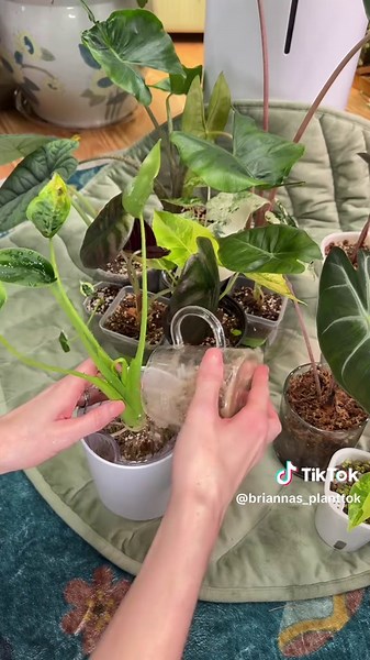 Repotting Alocasia in a Self-Watering Planter