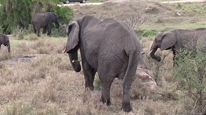 8.7K views · 194 reactions | Elephant birth captured by tourists in Africa. video credits: unknown | Roar Wildlife News | Facebook