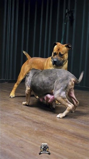 Two Strong Personalities Meet #boerboels #bullybreed #protectiondogs #bigdoglovers #bigdogs