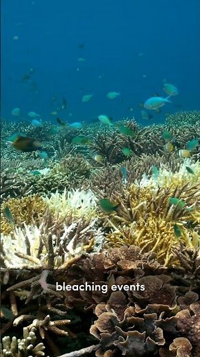 What happened with the coral bleaching we found in our reef?