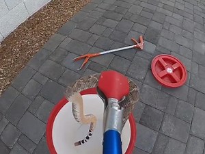 Quick and safe handling of a Western Diamondback Rattlesnake. When used properly (gently), tongs can safely be used to move a snake from one spot to another. | Rattlesnake Solutions