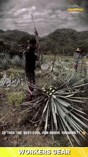 Sharp & Durable Agave Harvesting Tool for Cutting and Trimming Plants in Large Outdoor Fields