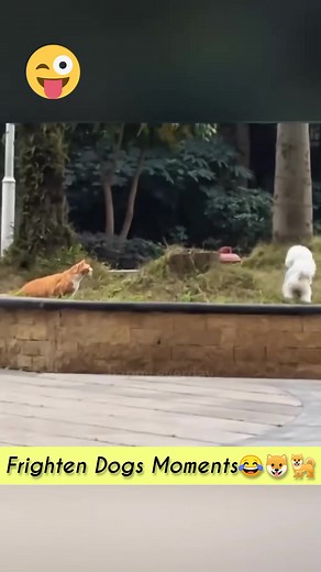 162K views · 2.1K reactions | Dogs scared from cats .. 1. #StreetDogsMatter 2. #DogsInNeed 3. #AnimalWelfare 4. #DogRescue 5. #AdoptDontShop 6. #CompassionForAll 7. #DogLovers 8. #StreetDogsOfFacebook 9. #AnimalLove 10. #HelpStreetDogs 1. #DogRescueMission 2. #StrayDogs 3. #AnimalShelter 4. #DonateForDogs 5. #SupportAnimalWelfare | Corner Cat | Facebook