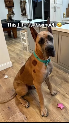 Funny Dog Weight Gain Transformation with Filter