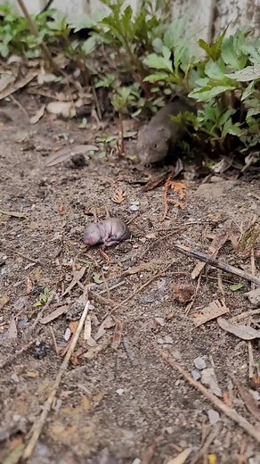 Rescuing a Baby Mouse Nest: A Heartwarming Story