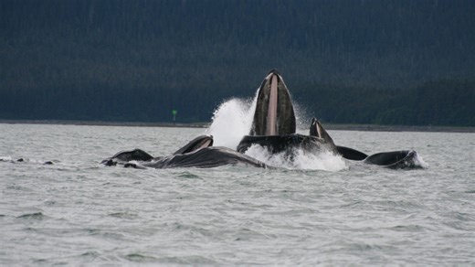 Humpback whales make custom fishing nets — out of bubbles