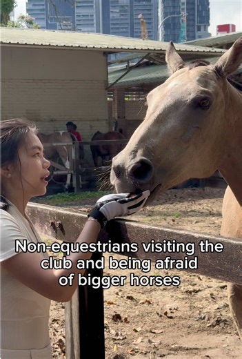 Understanding Shetland Pony Behavior and Aggression