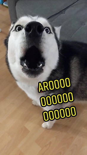 heckin triggered #huskylife