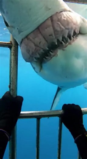 #sharkattack #oceanlife #scarymoment #wildlife #deepsea #viralvideo #trending #dangerzone #sealife #caughtoncamera #sharks #oceanadventure | Sea Predator Attack