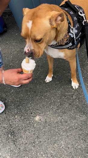 3.6K views · 33 reactions | Thor recommends the pup-cone at Ted & Graces ! | Mix 106.5 | Facebook