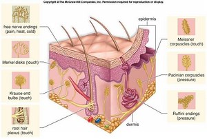 Cutaneous receptor - Alchetron, The Free Social Encyclopedia
