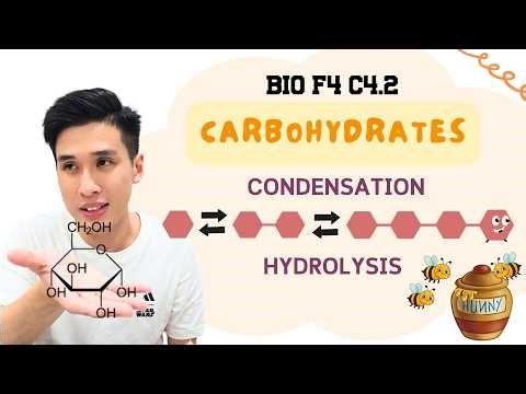 BIO F4 C4.2 - Carbohydrates (HOW TO REMEMBER, CONDENSATION & HYDROLYSISI)
