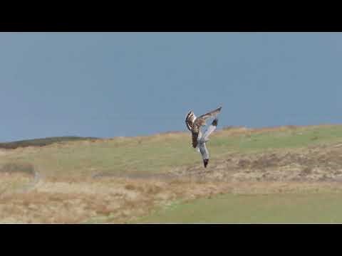 The hen harrier observed