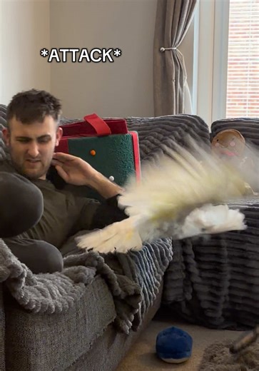 Cockatoo Faces Its Fears During Nail Clipping