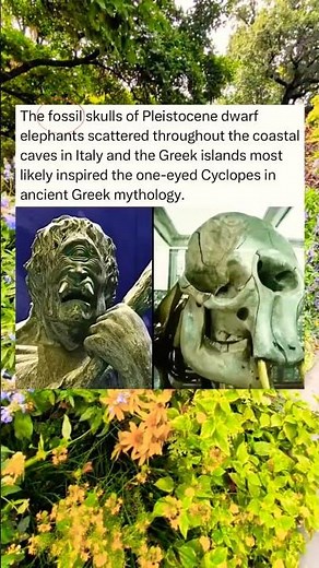 The fossil skulls of Pleistocene dwarf elephants scattered throughout the coastal caves