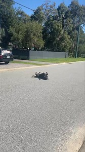 5.1K views · 142 reactions | Rare breed dogs for you today these are xolos, the national dog of Mexico , they come in three sizes , mainly hairless but can also have fur , were kept by the aztecs three thousand years ago, very loyal To there family, these two have a few issues we had to work through , but both dogs and humans did well with lots of homework to follow. | Dog Communicator - Eric Crozier | Facebook