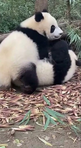 Mama Panda Cuddling Her Baby 🐼❤️ | Cutest Panda Moment Ever