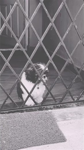 Task master #shihtzupuppies #puppy #pets