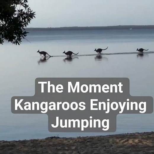kangaroos enjoying jumping in the water #shorts #trending #viral