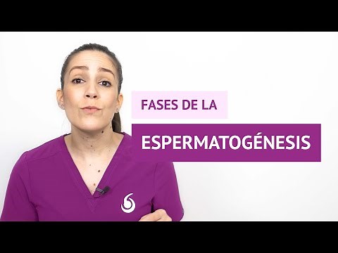 ¿Cuáles son las fases de la espermatogénesis?