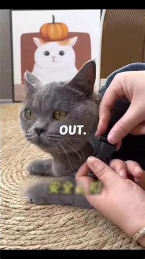 5 genius cat owner hacks you’ll wish you knew sooner 😻🧠#CatsofInstagram #CatHacks #CatTips
