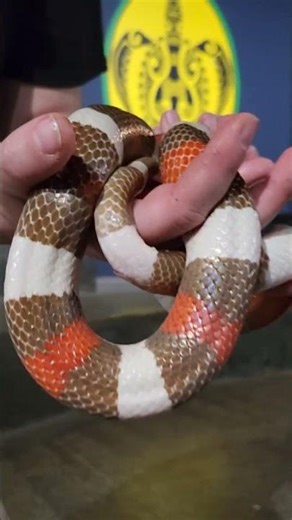 Unbelievably perfect skin patterns of a snake. #shorts