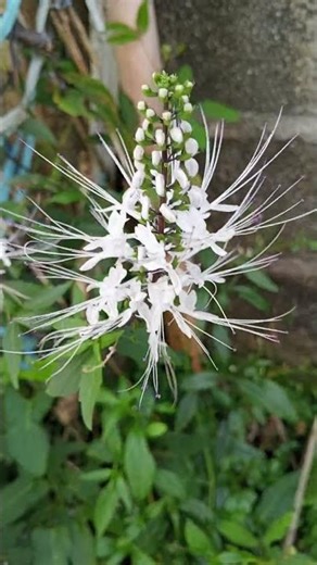Cat's whiskers (Orthosiphon aristatus), known as Java tea or balbas pusa. #fypシ #nature #yt #fyp