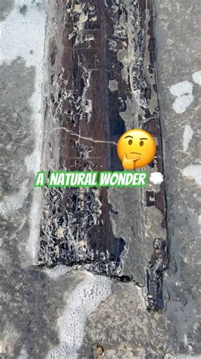 A very large fossil surprise 🤩#fossil#petrifiedwood#fossilhunter