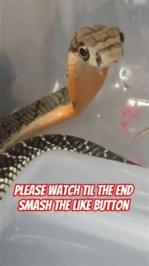 Master Of The Hunt - Baby King Cobra Takes Down Corn Snake - Rattlesnake Gaboon Viper venomous Toxic