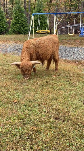 1.1K views | Reddington is another mini highlander bull reproducer in our farm. He has brought upon magnificent process with excellent babies !! | JG Highland Farm | Facebook