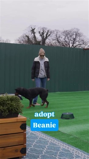 Our little jumpin’ Beanie is excited to meet you all at Angels of Assisi's Mega Adoption Event THIS SATURDAY, December 20, at the Berglund Center from 11am-5pm! With hundreds of dogs, puppies, cats, kittens, bunnies, and even a couple mini horses to choose from, you’re bound to meet your next best friend! We’ll see you there! 🎥 by Dan Mirolli | Angels of Assisi