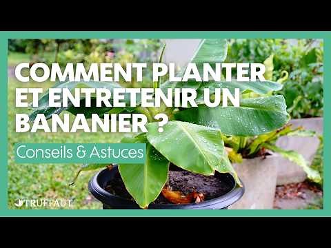 Comment planter et entretenir un bananier ? - Truffaut